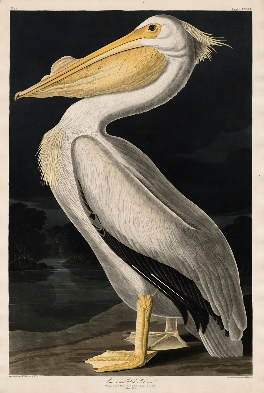 Pelicano branco americano, 1836 de John James Audubon