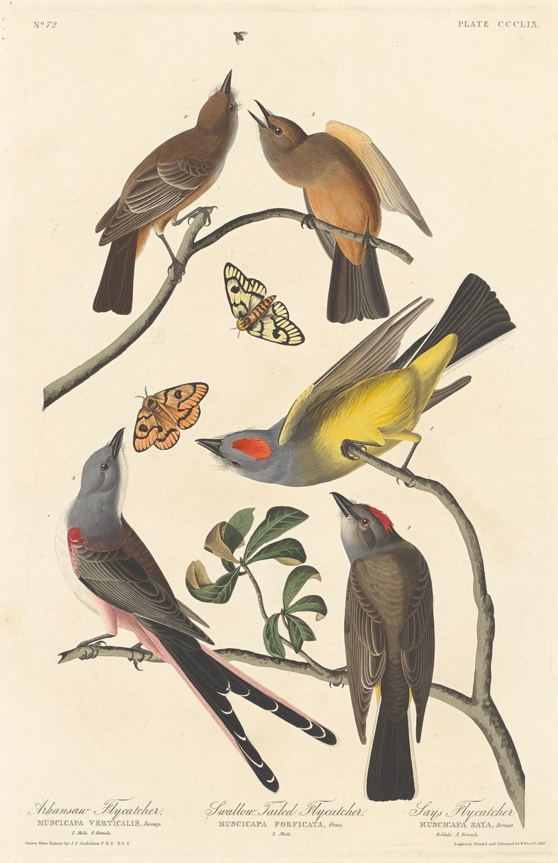 Flycatcher Arkansaw, Flycatcher cauda-de-cauda-de-andorinha e diz Flycatcher, 1837 de John James Audubon