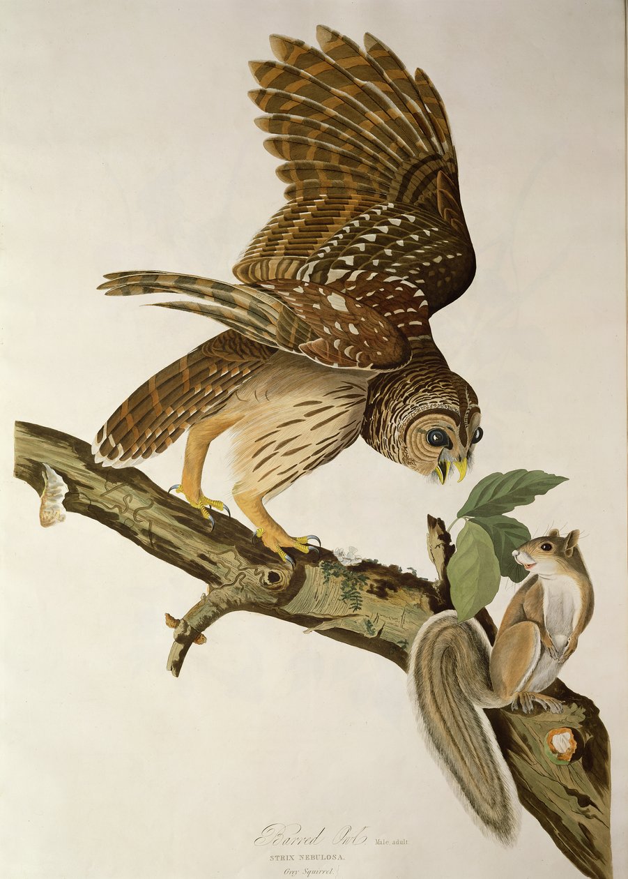 Coruja barrada, de &39;Birds of America&39; de John James Audubon