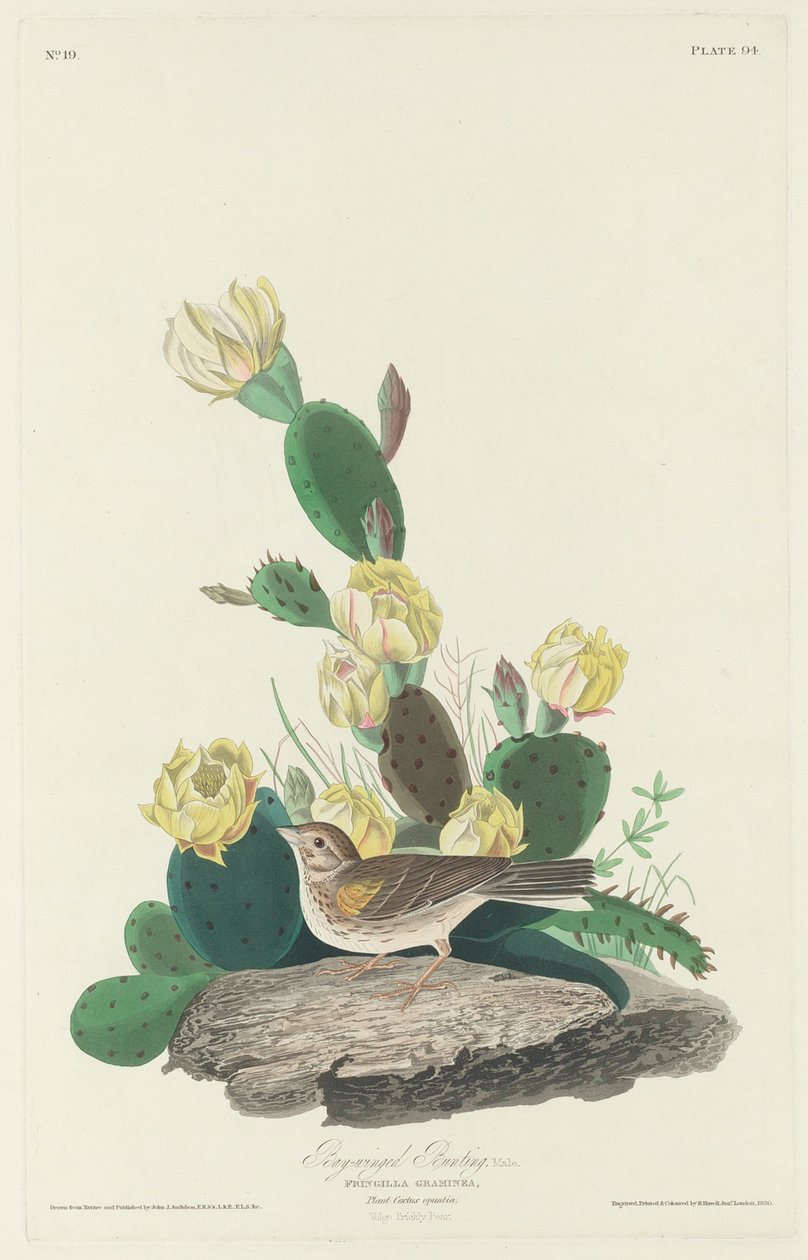 Estamenha de asas de baía, 1830 de John James Audubon