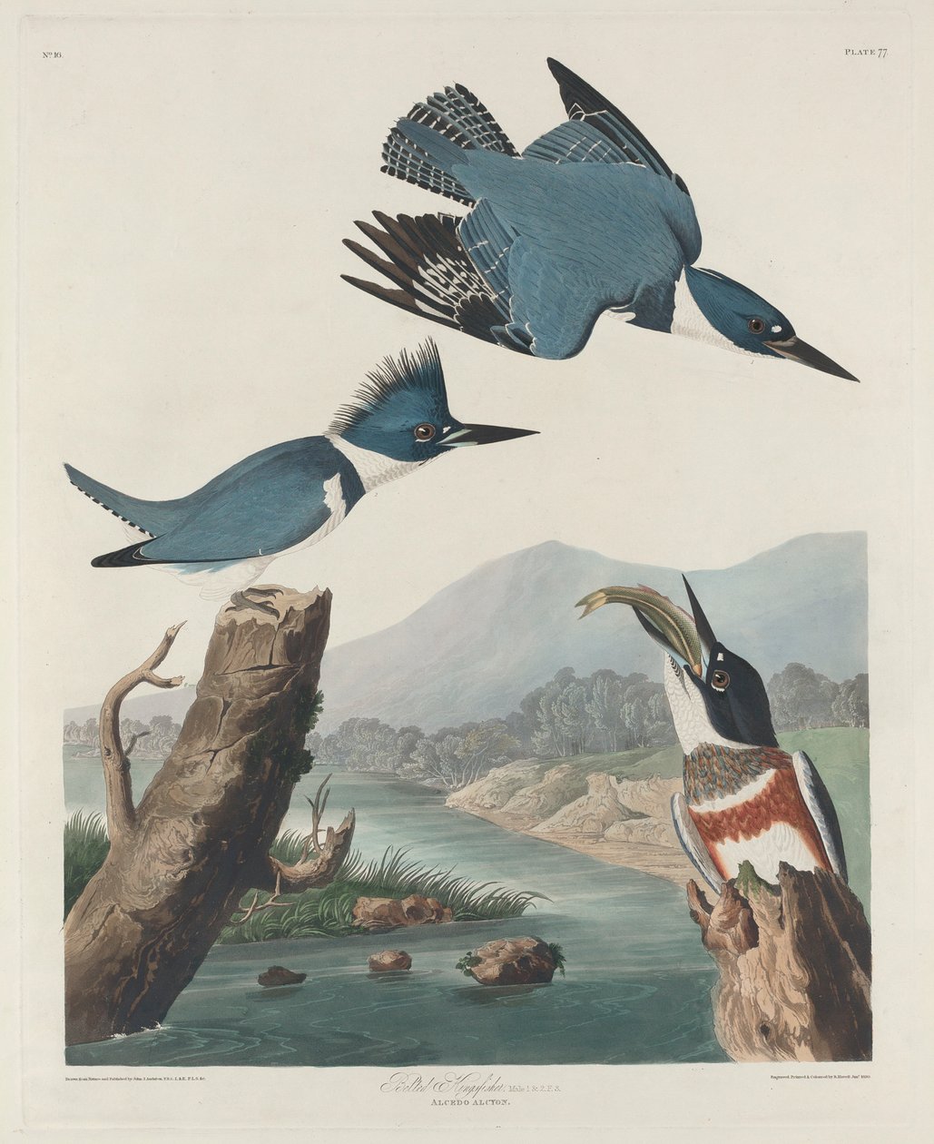 Belted Kingsfisher, 1830 de John James Audubon