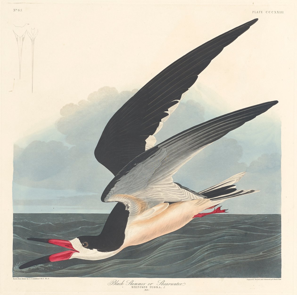 Skimmer preto, 1836 de John James Audubon
