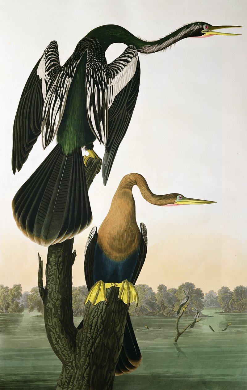 Darter-de-bico-preto, de &39;Birds of America&39;, gravado por Robert Havell (1793-1878) 1836 de John James Audubon