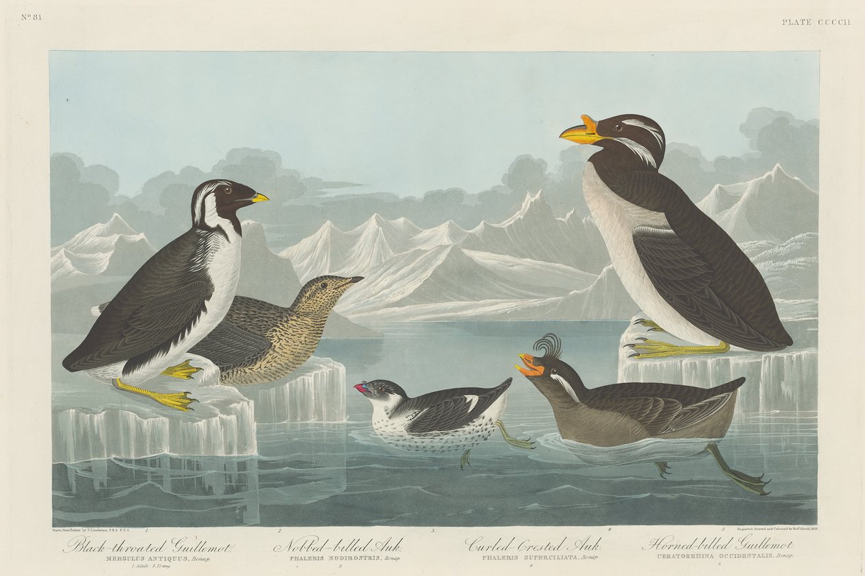 Guillemot-de-garganta-preta, Auk-Nobbed-faturado, Auk-de-crista-ondulada e Guillemotrn1838 com chifres-de-bico de John James Audubon