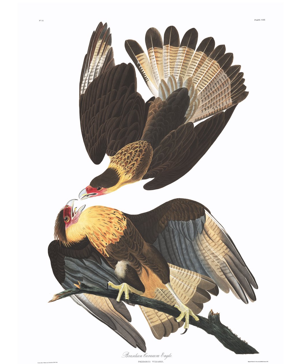 Águia-caracara-brasileira (Polyborus vulgaris) de John James Audubon