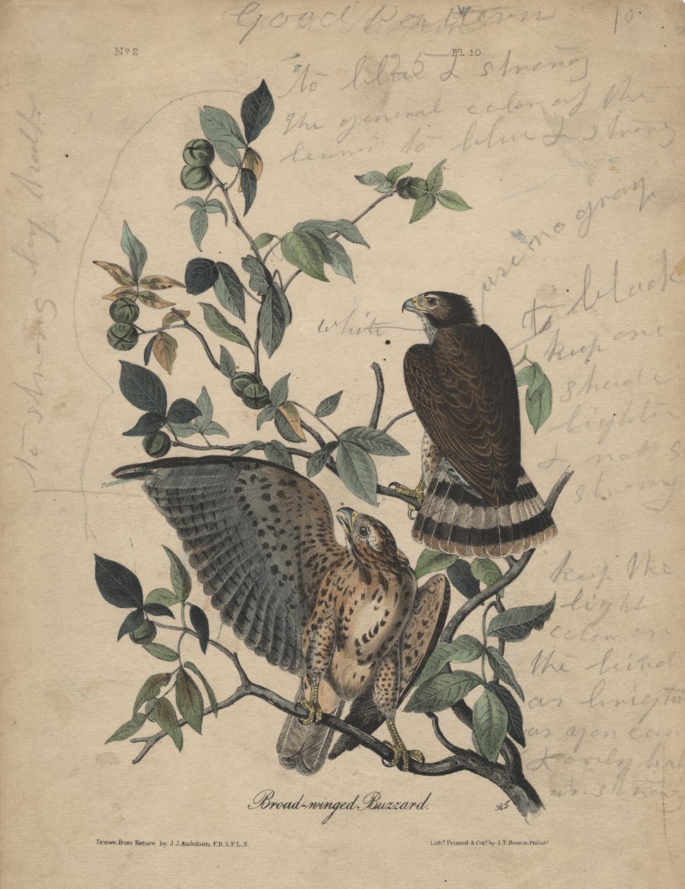 Urubu-de-asa-larga, lito de JT Bowen, 1840 de John James Audubon