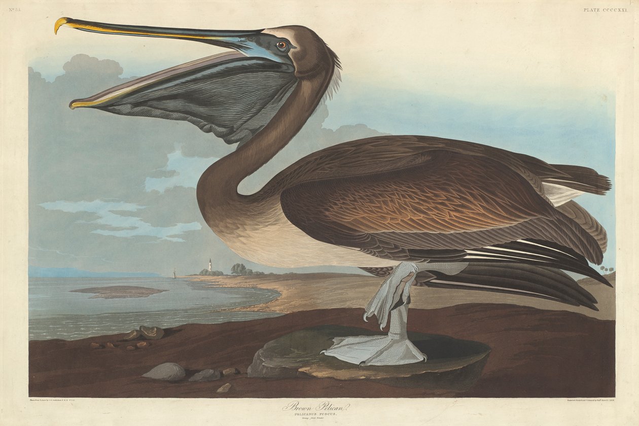 Pelicano-pardo, 1838 de John James Audubon