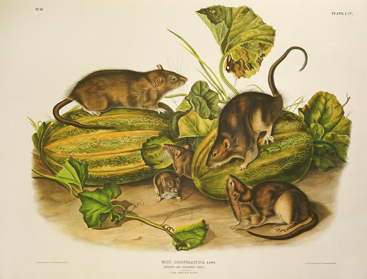 Brown, ou Norway Rat, gravado por John T. Bowen (1801-c.56) publicado em 1845 de John James Audubon