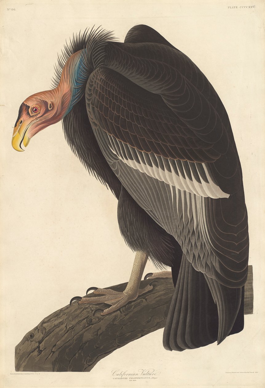 Abutre da Califórnia, 1838 de John James Audubon