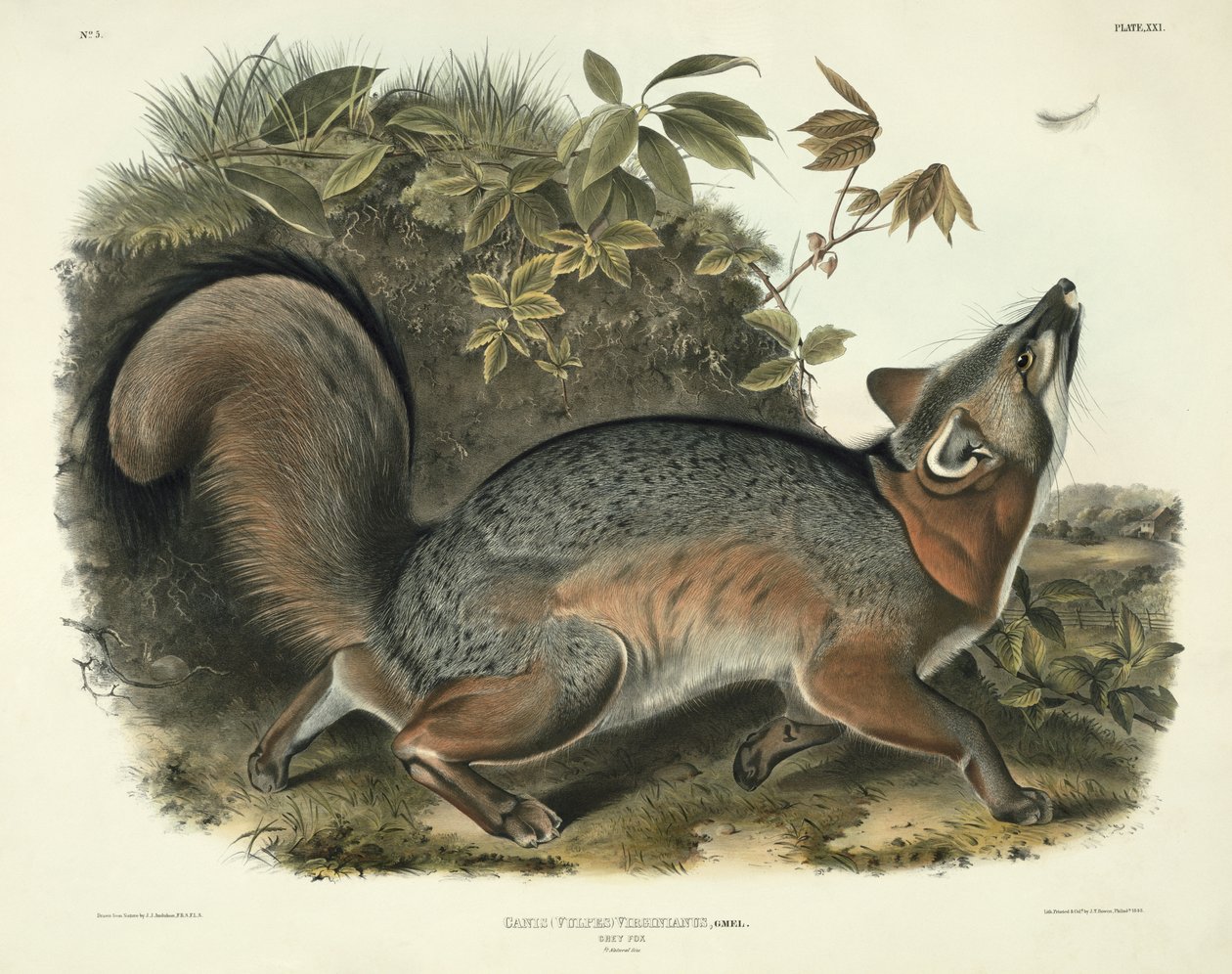 Canis (Vulpes) Virginianus (Gray Fox), placa 21 de &39;Quadrúpedes da América do Norte&39;, gravada por John T. Bowen (1801-c.1856), 1843 de John James Audubon