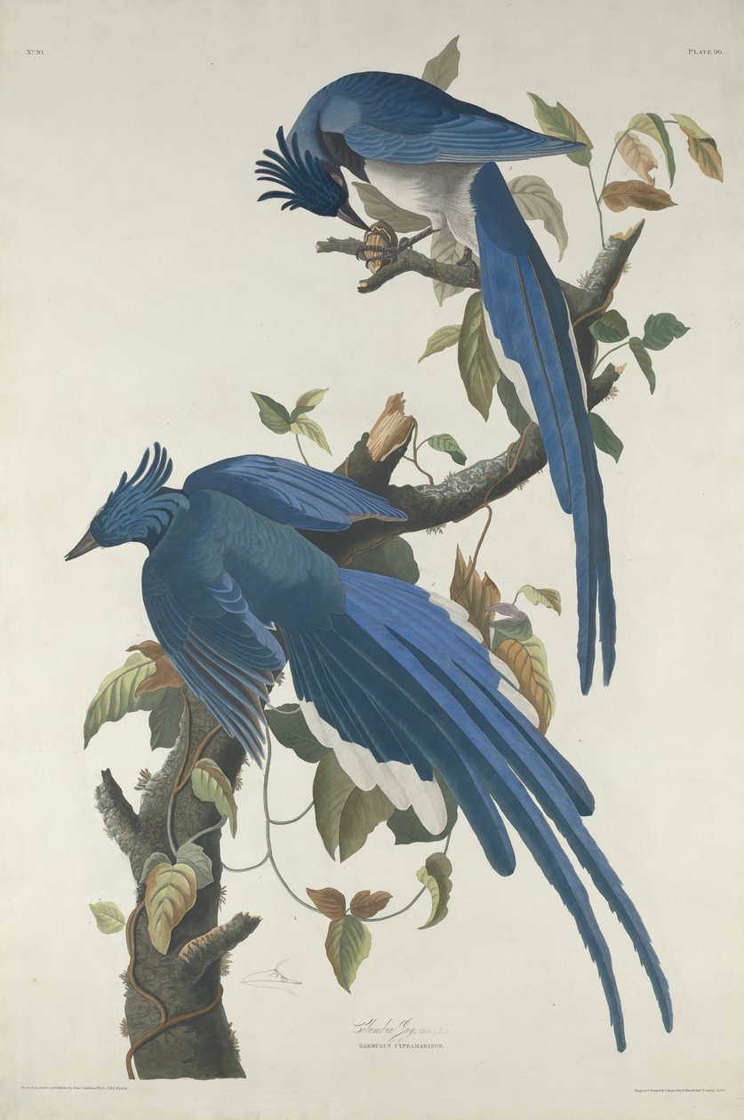 Columbia Jay, 1830 (gravura à mão colorida e aquatint em papel Whatman) de John James Audubon