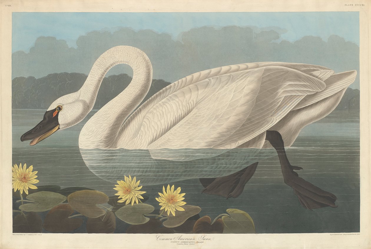 Cisne americano comum, 1838 de John James Audubon