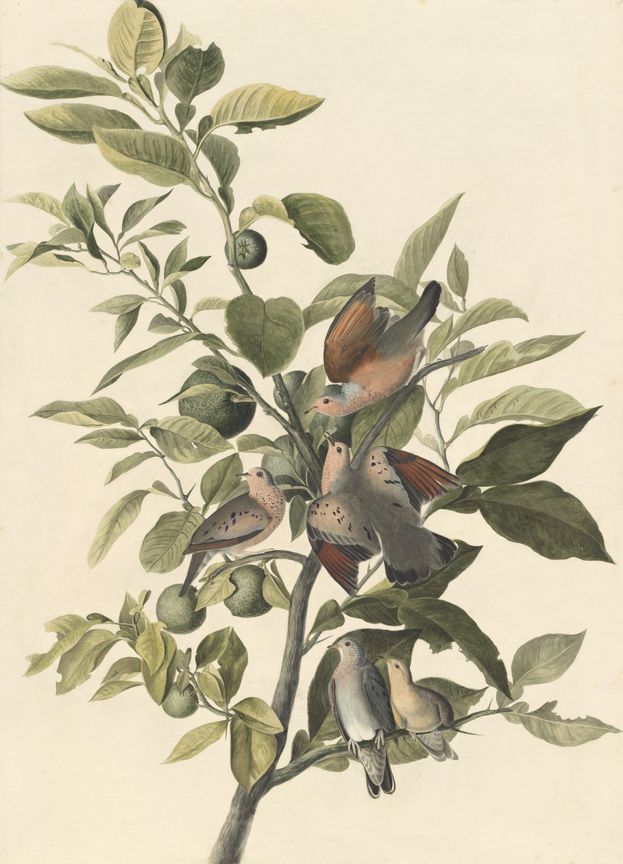 Pomba Comum (lápis e wc no papel) de John James Audubon