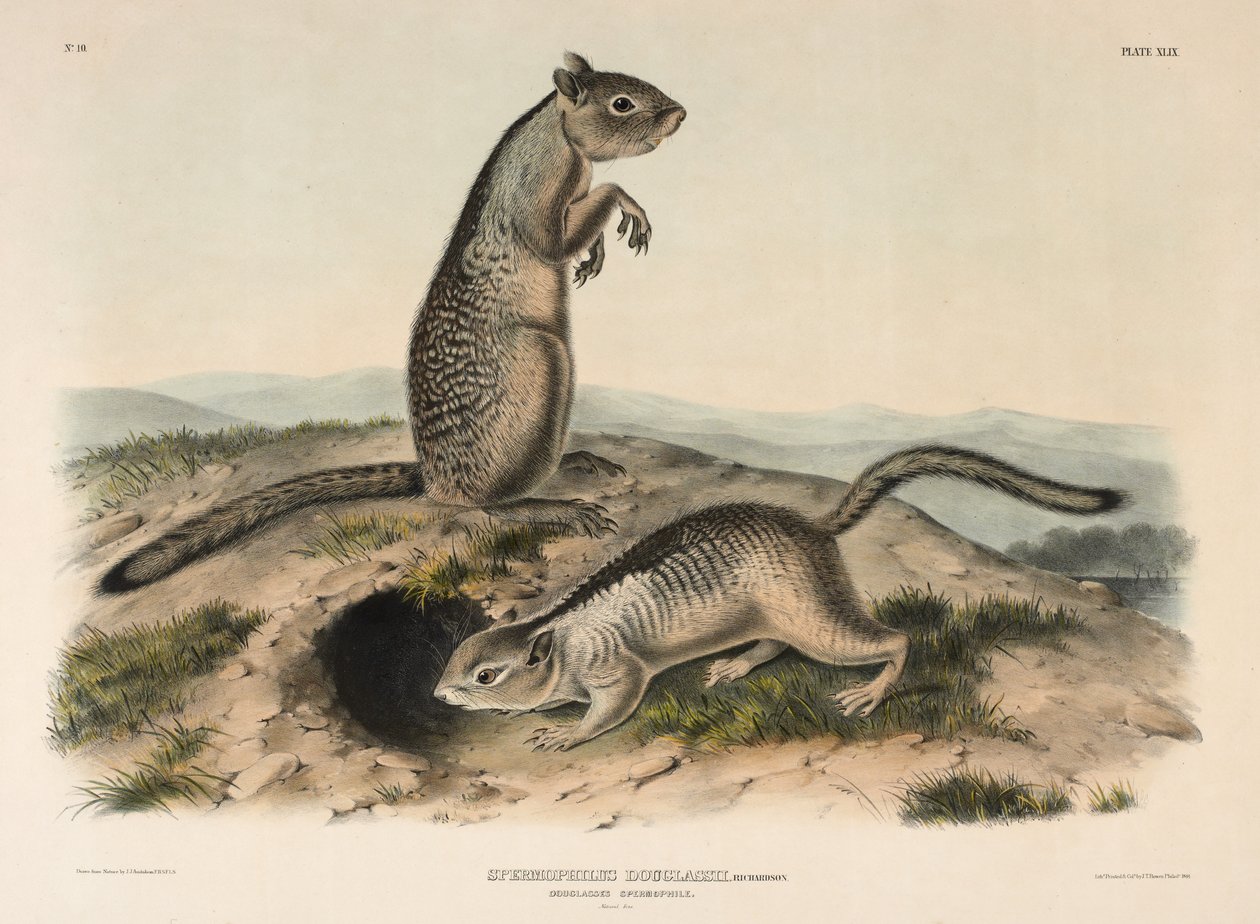 Douglasses Spermophile (Spermophillus Douglassii), 1844 (litografia colorida à mão) de John James Audubon