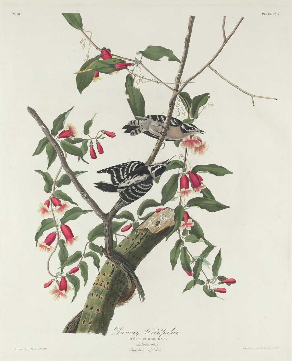 Pica-pau Downy, 1831 de John James Audubon