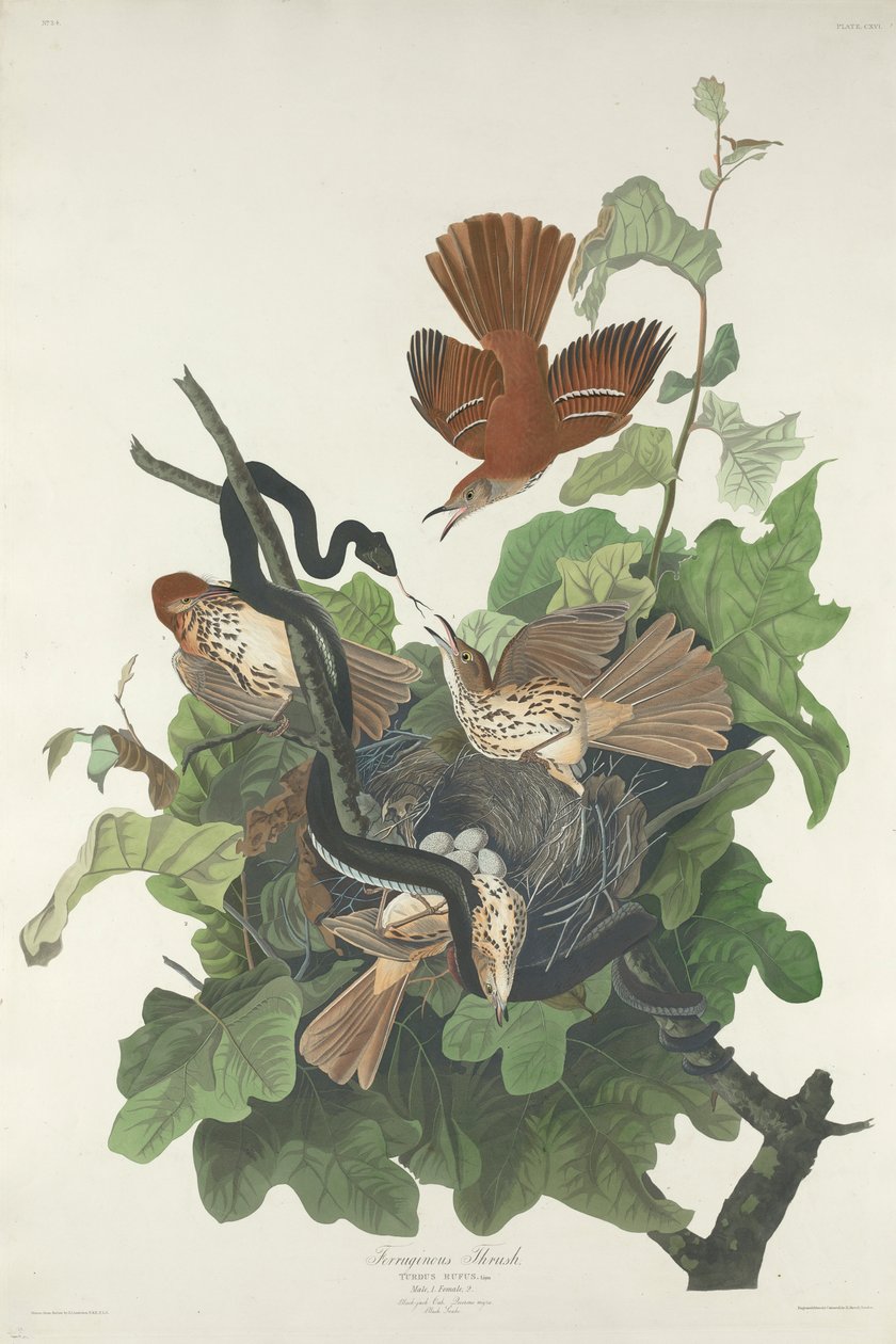 Sapinho Ferruginoso, 1831 de John James Audubon