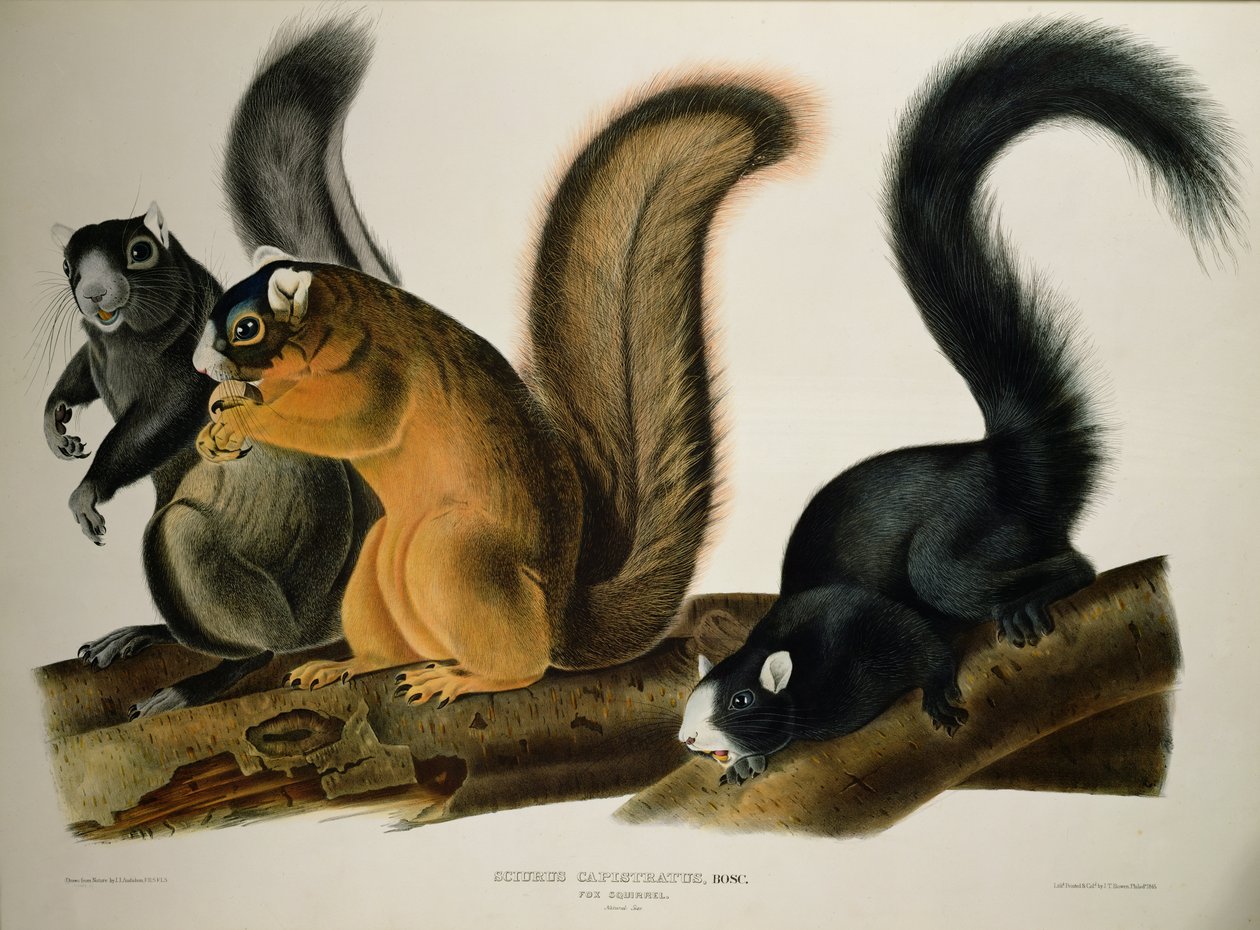 Esquilo de raposa, de &39;Quadrupeds of America&39;, 1845 de John James Audubon