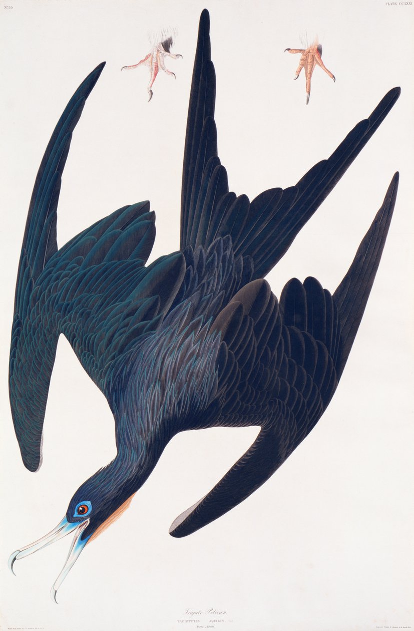 Pinguim de fragata, ilustração de aves da América, 1835 (gravura colorida à mão & aquatint) de John James Audubon