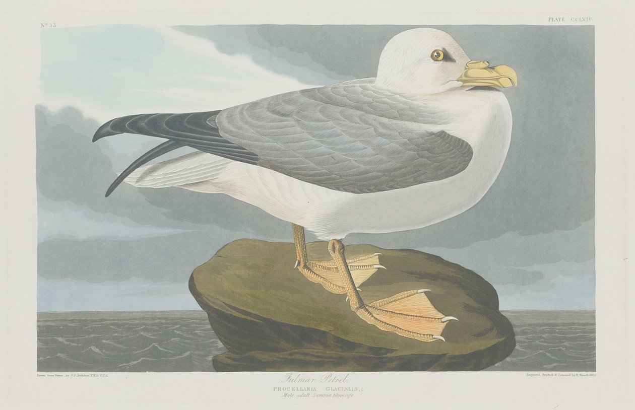 Fulmer Petrel, 1835 de John James Audubon