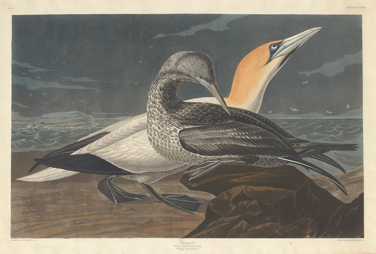 Gannet, 1836 de John James Audubon