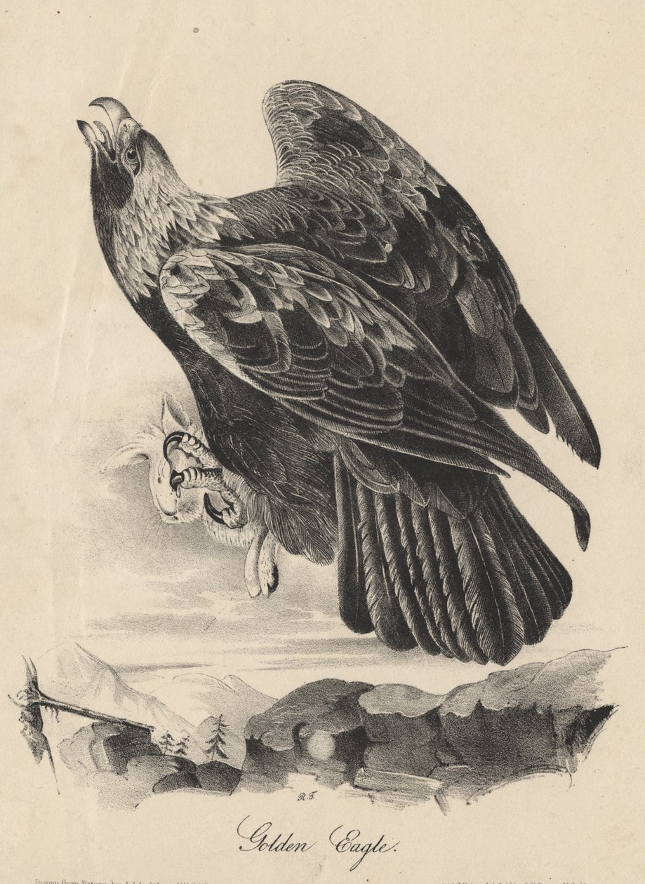 Golden Eagle, litho por JT Bowen, de &39;Birds of America&39;, 1840 de John James Audubon