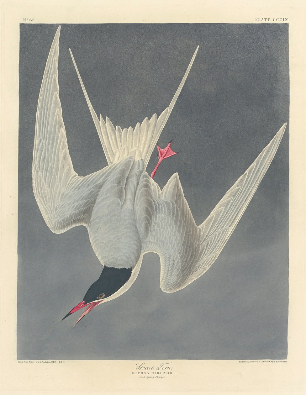 Grande andorinha-do-mar, 1836 de John James Audubon
