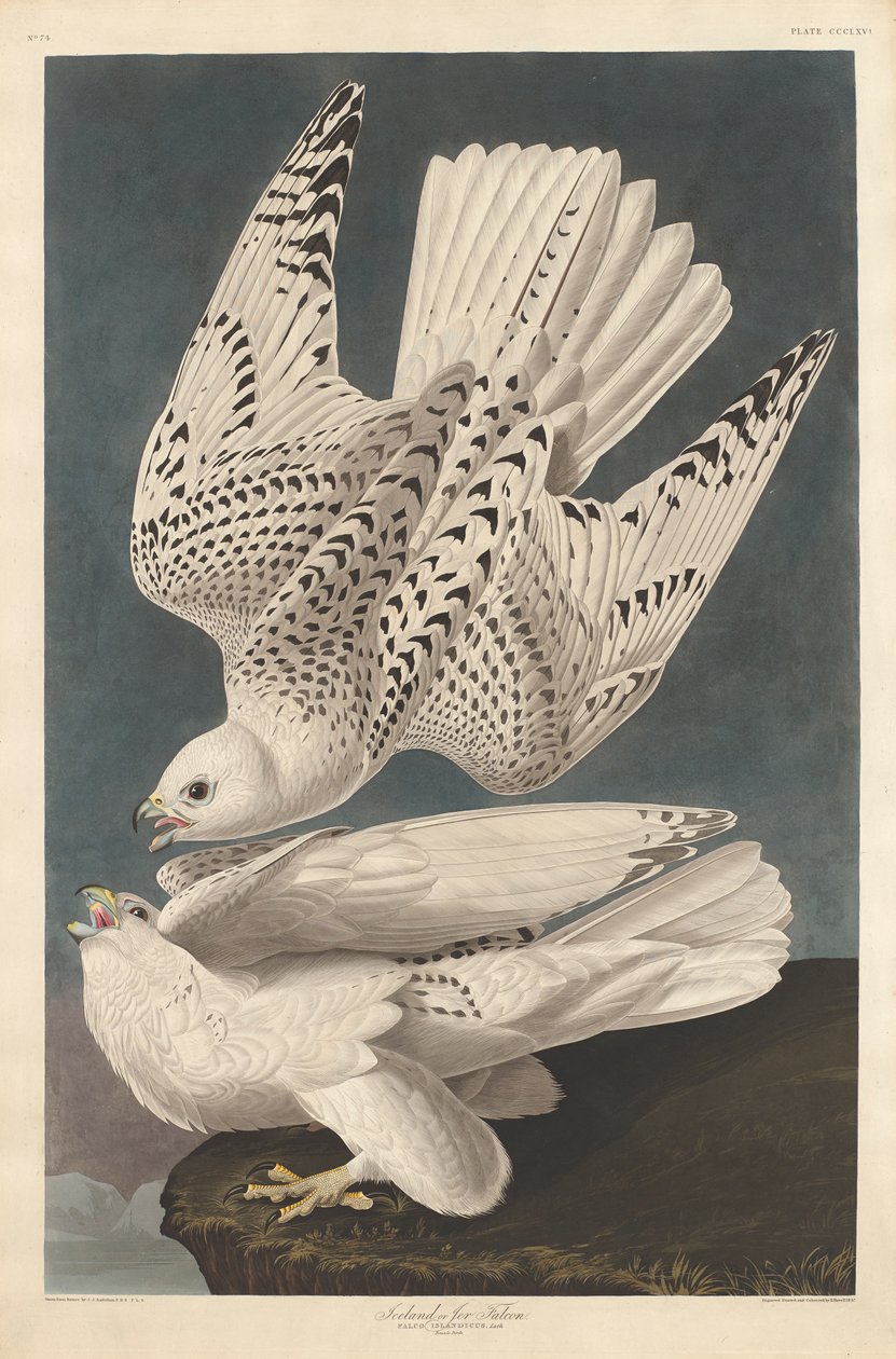 Islândia ou Jer Falcon, 1837 de John James Audubon
