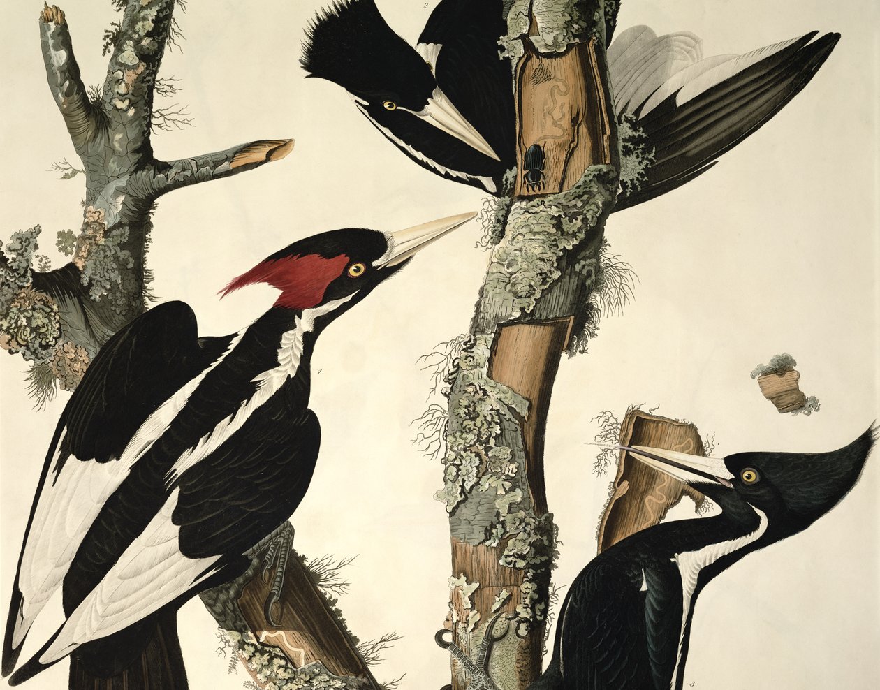 Pica-pau-de-bico-marfim, de aves da América, gravado por Robert Havell 1793-1878 1829 detalhe de gravura colorida de 5910 de John James Audubon