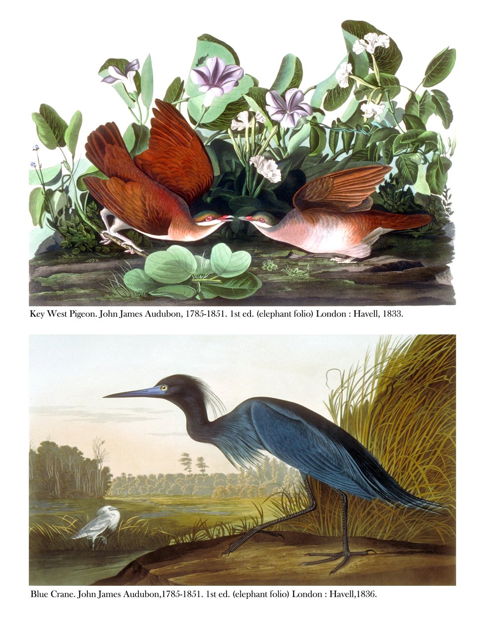 Pombo de Key West e Blue Crane, c.1833-36 de John James Audubon