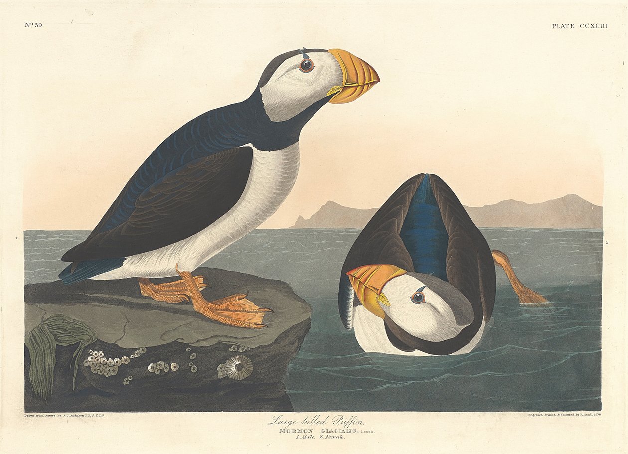 Puffin-de-bico-comprido, 1836 de John James Audubon