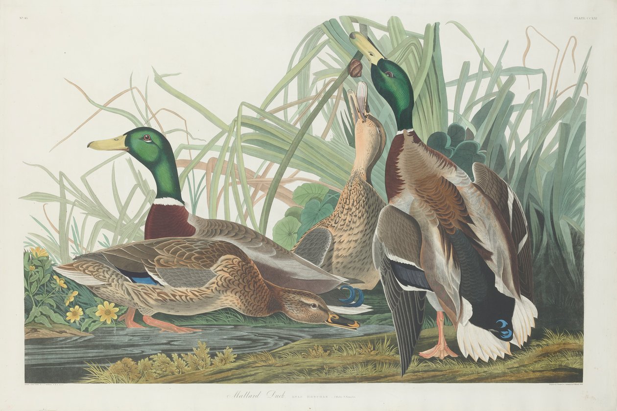 Pato-real, 1834 de John James Audubon