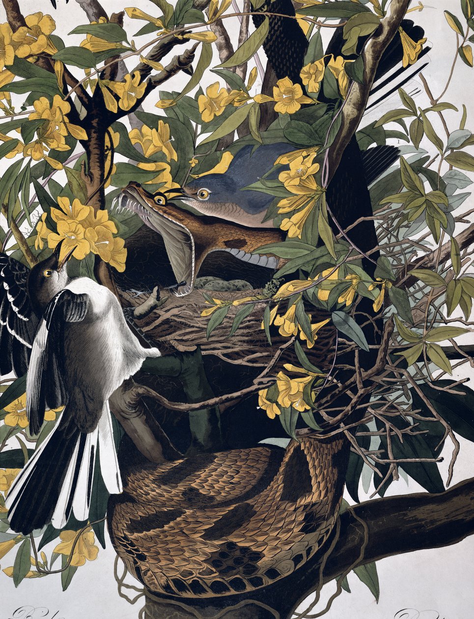 Mocking pássaros e cascavel, de aves da América, gravada por Robert Havell 1793-1878 detalhe de gravura colorida de 195125 de John James Audubon