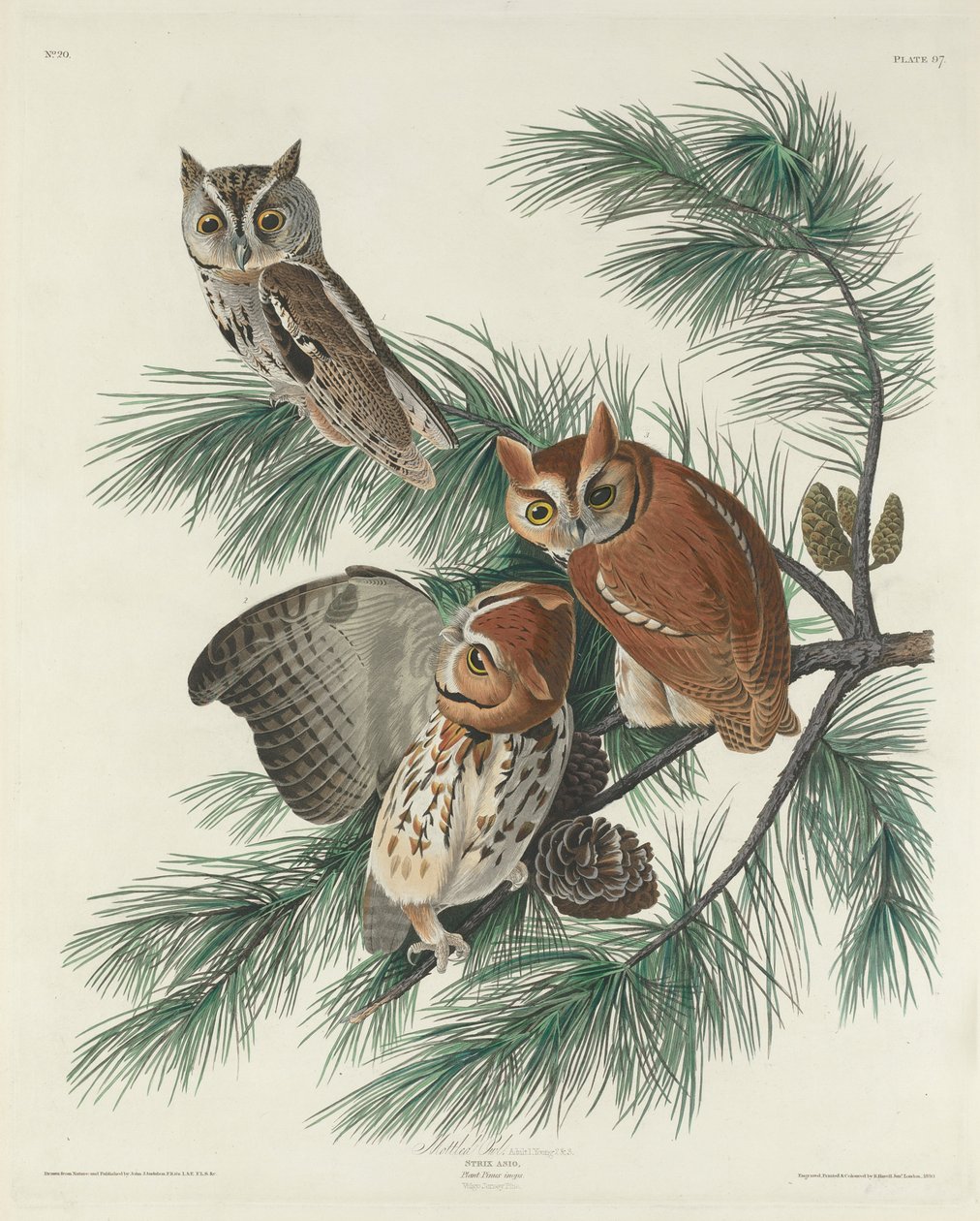 Coruja Malhada, 1830 de John James Audubon