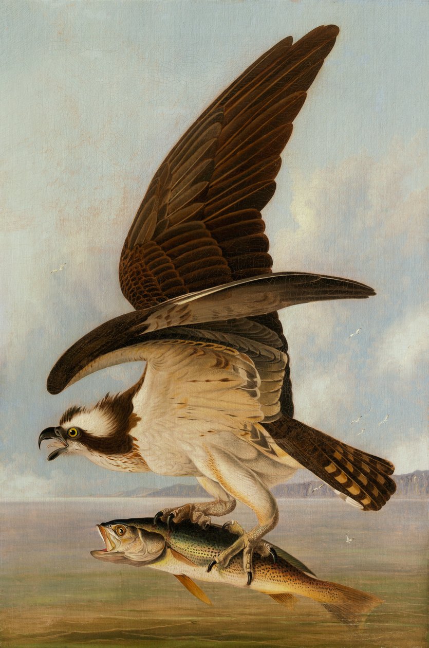 Osprey e Weakfish, 1829 (óleo sobre tela em compensado) de John James Audubon