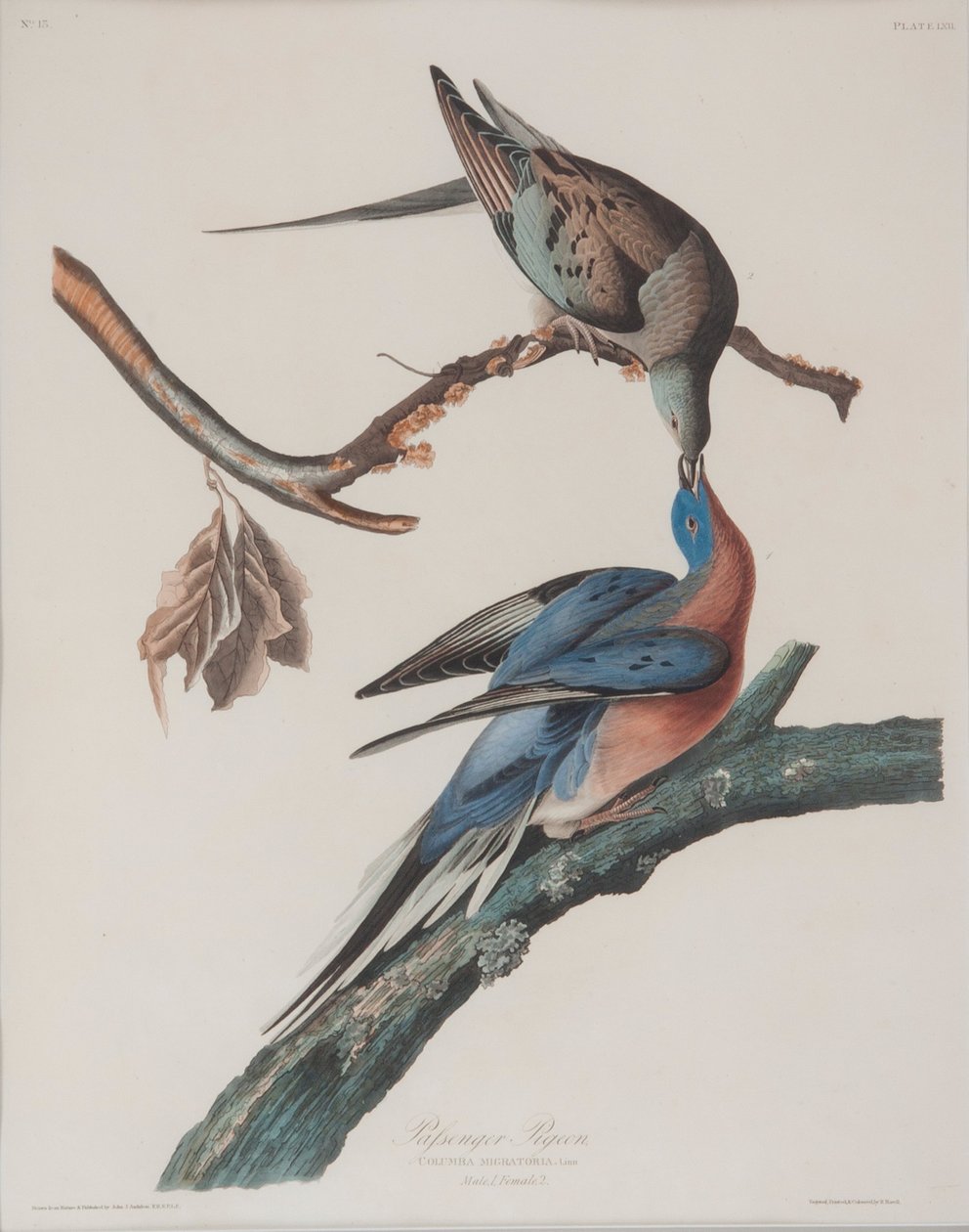 Pombo passageiro de John James Audubon