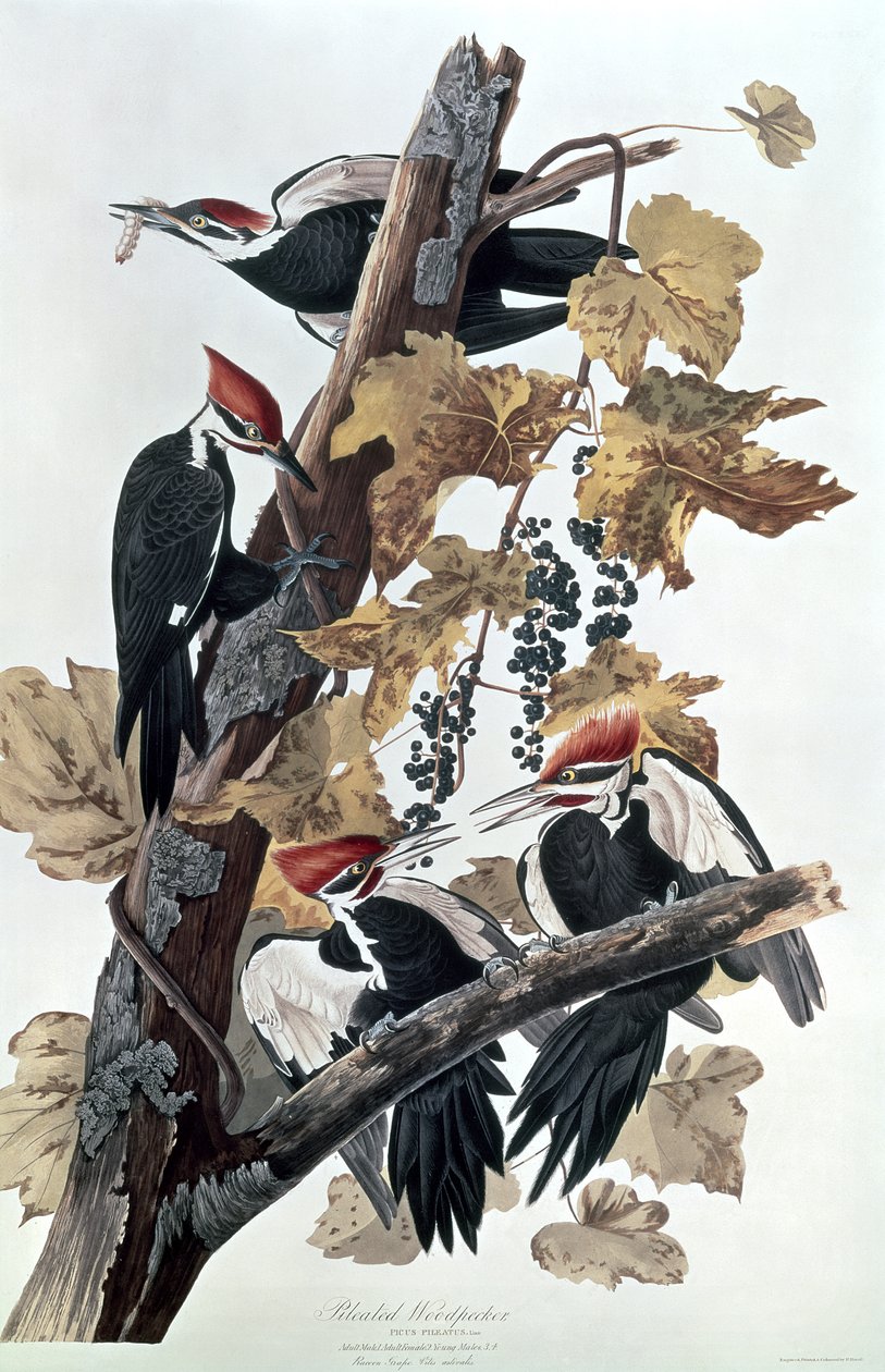 Pica-paus de Pileated de John James Audubon