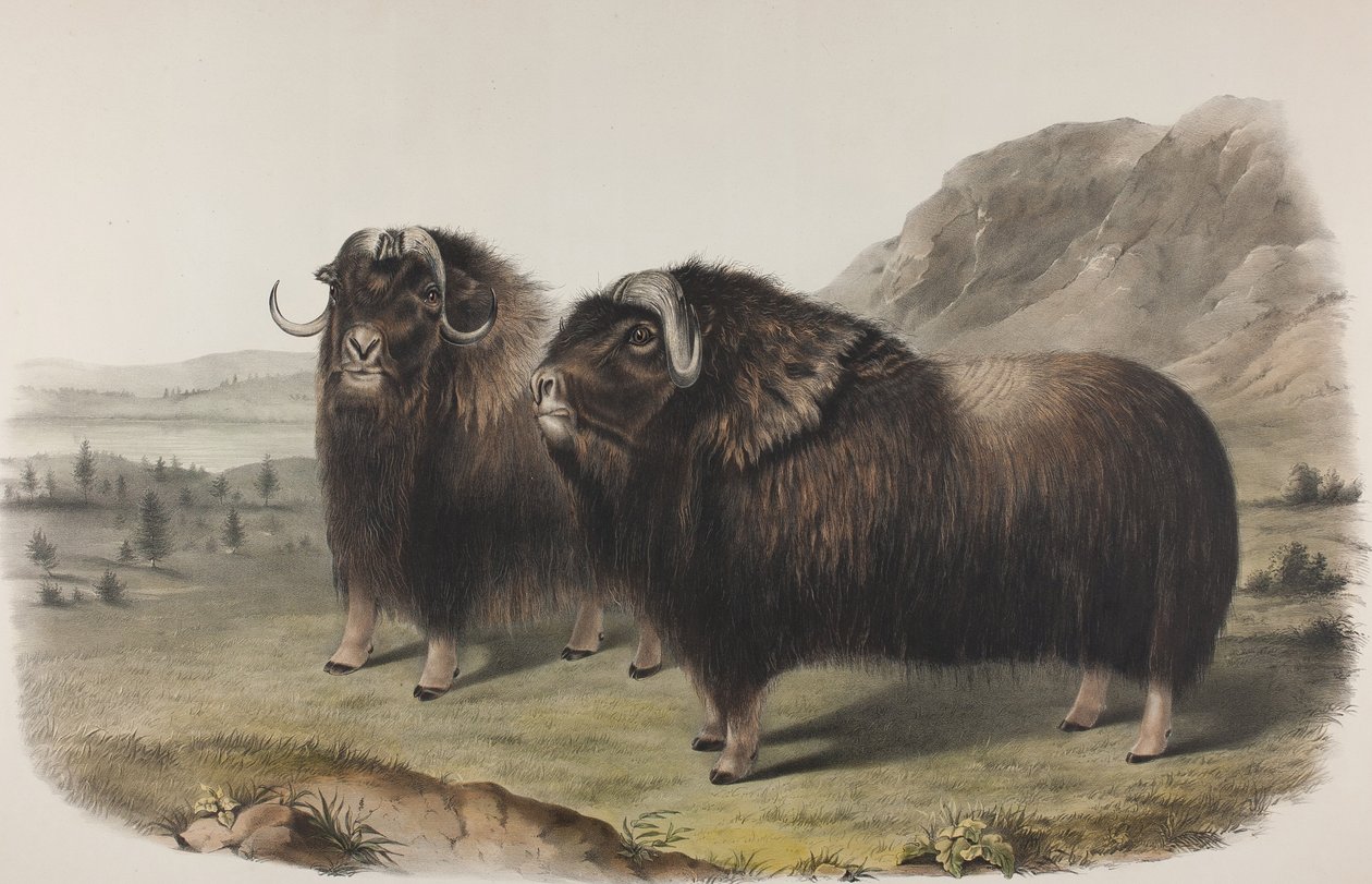 Ilustração 111. Ovibus Moschatus, Gmel. Boi-almiscarado, 1848 (cor de mão e litografia colorida impressa em papel de seda) de John James Audubon