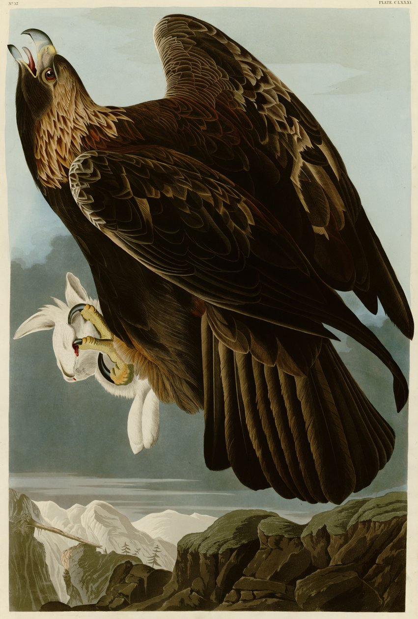 Placa 181 de aves da América por John James Audubon retratando águia dourada de John James Audubon