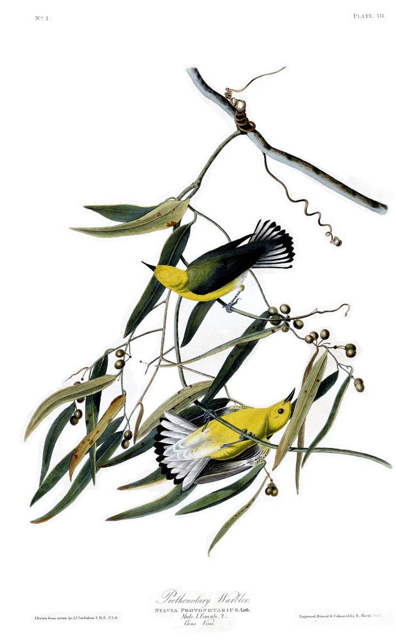 Placa 3 de Pássaros da América por John James Audubon representando Prothonotary Warbler de John James Audubon
