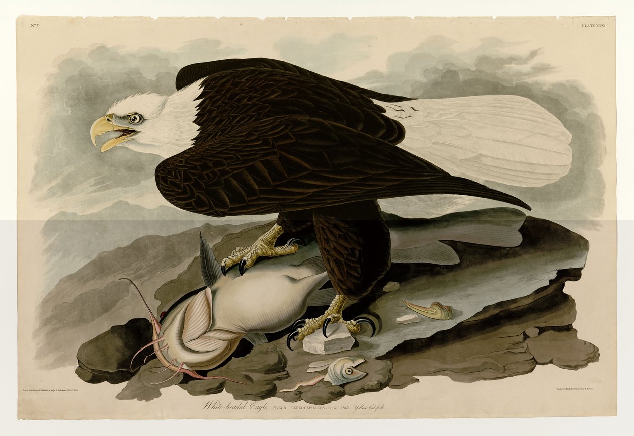 Placa 31 de aves da América por John James Audubon representando Águia-de-cabeça-branca de John James Audubon