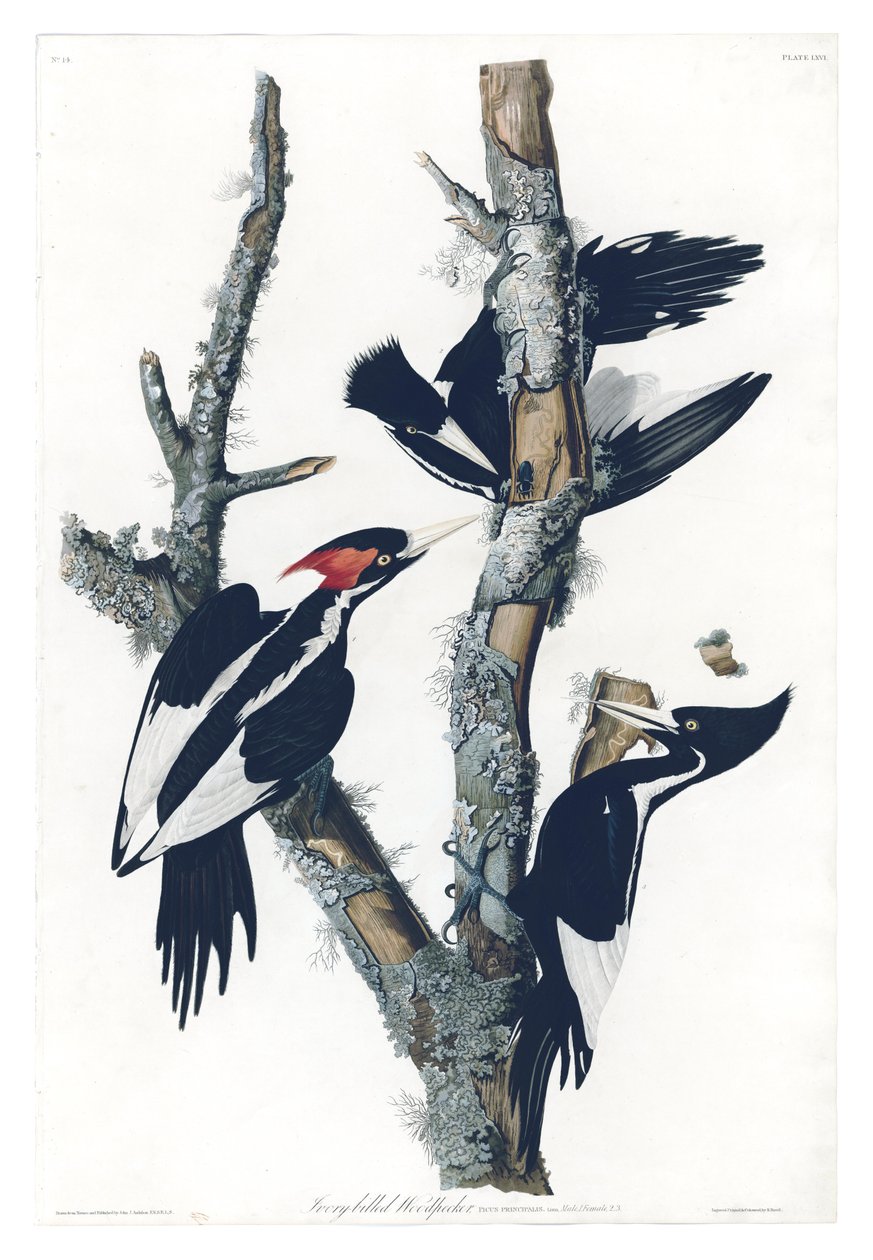 Placa 66 de Pássaros de Americaby John James Audubon que descreve Woodpecker Marfim-faturado de John James Audubon