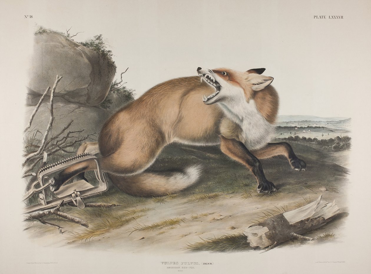 Placa 87. Vulpes Fulvus, Desm. American Red Fox, 1846 (cor de mão e litografia colorida impressa em papel de capa) de John James Audubon
