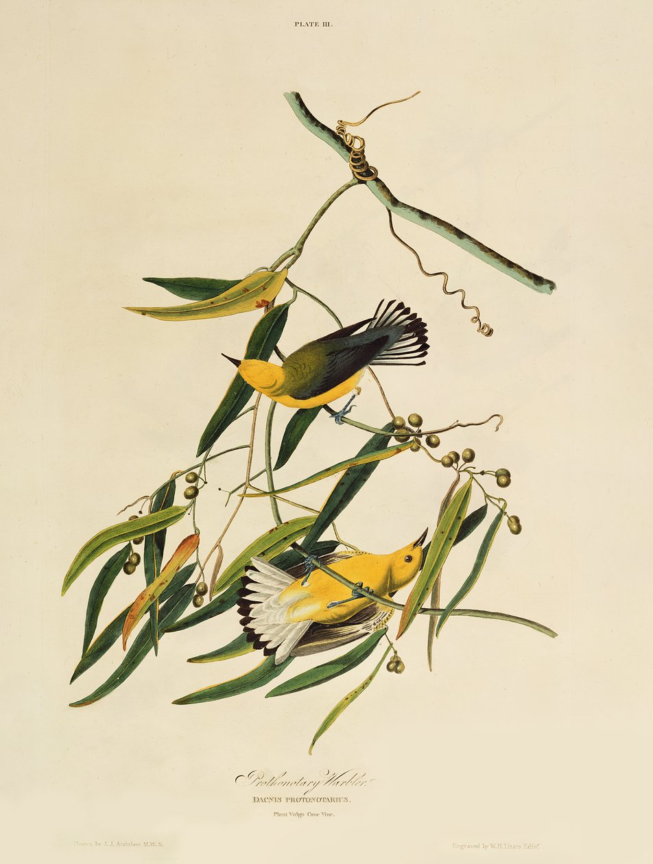 Prothonotary Warbler, de &39;Birds of America&39;, gravado por William Home Lizars (1788-1859) de John James Audubon
