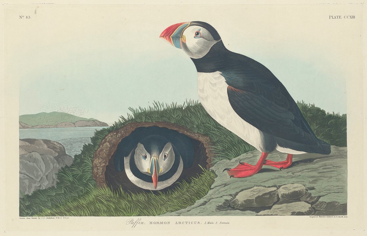 Papagaio-do-mar, 1834 de John James Audubon