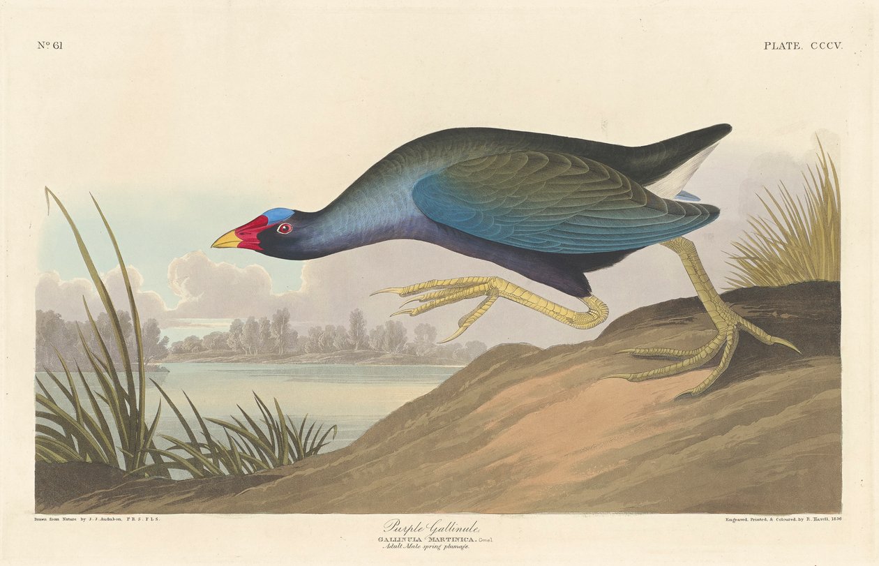 Gallinule roxo, 1836 de John James Audubon