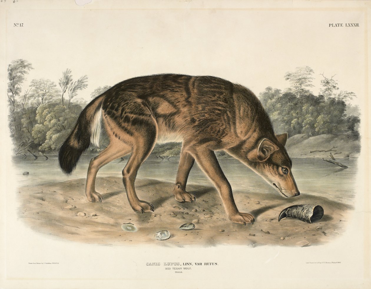 Lobo vermelho do texano (Canis Lupus), 1845 (litografia colorida à mão) de John James Audubon