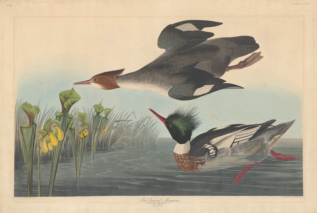 Merganso-de-peito-vermelho, 1838 de John James Audubon