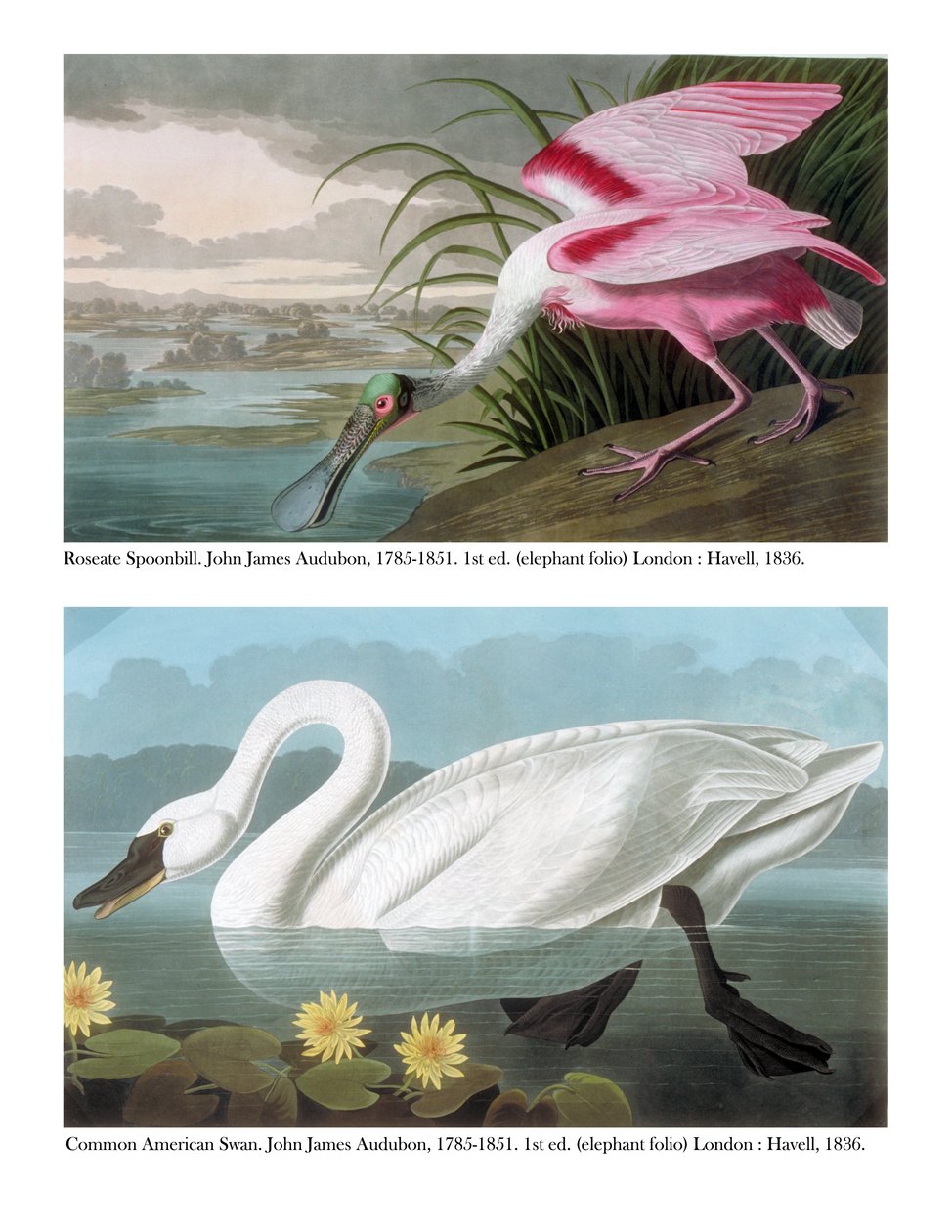 Colhereiro-americano e cisne americano comum, 1836 de John James Audubon