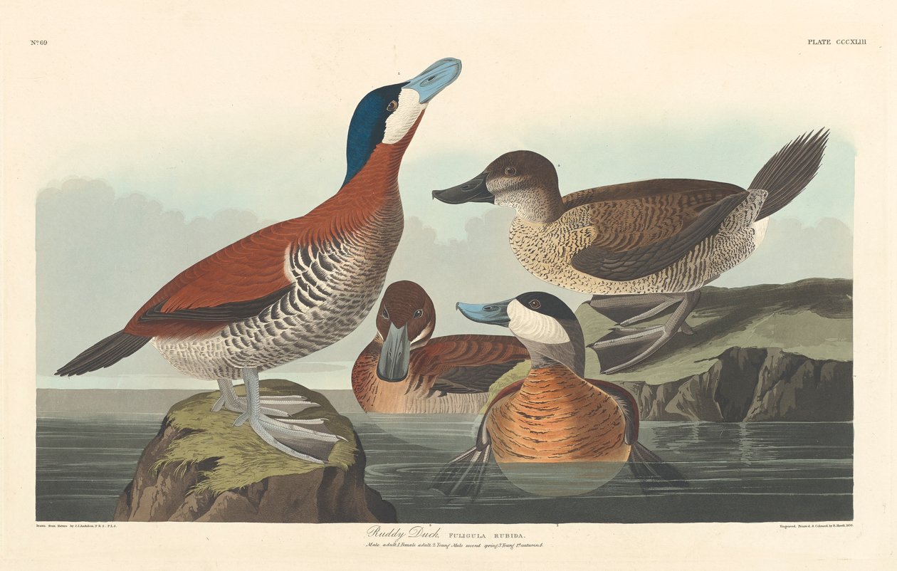Pato corado, 1836 de John James Audubon