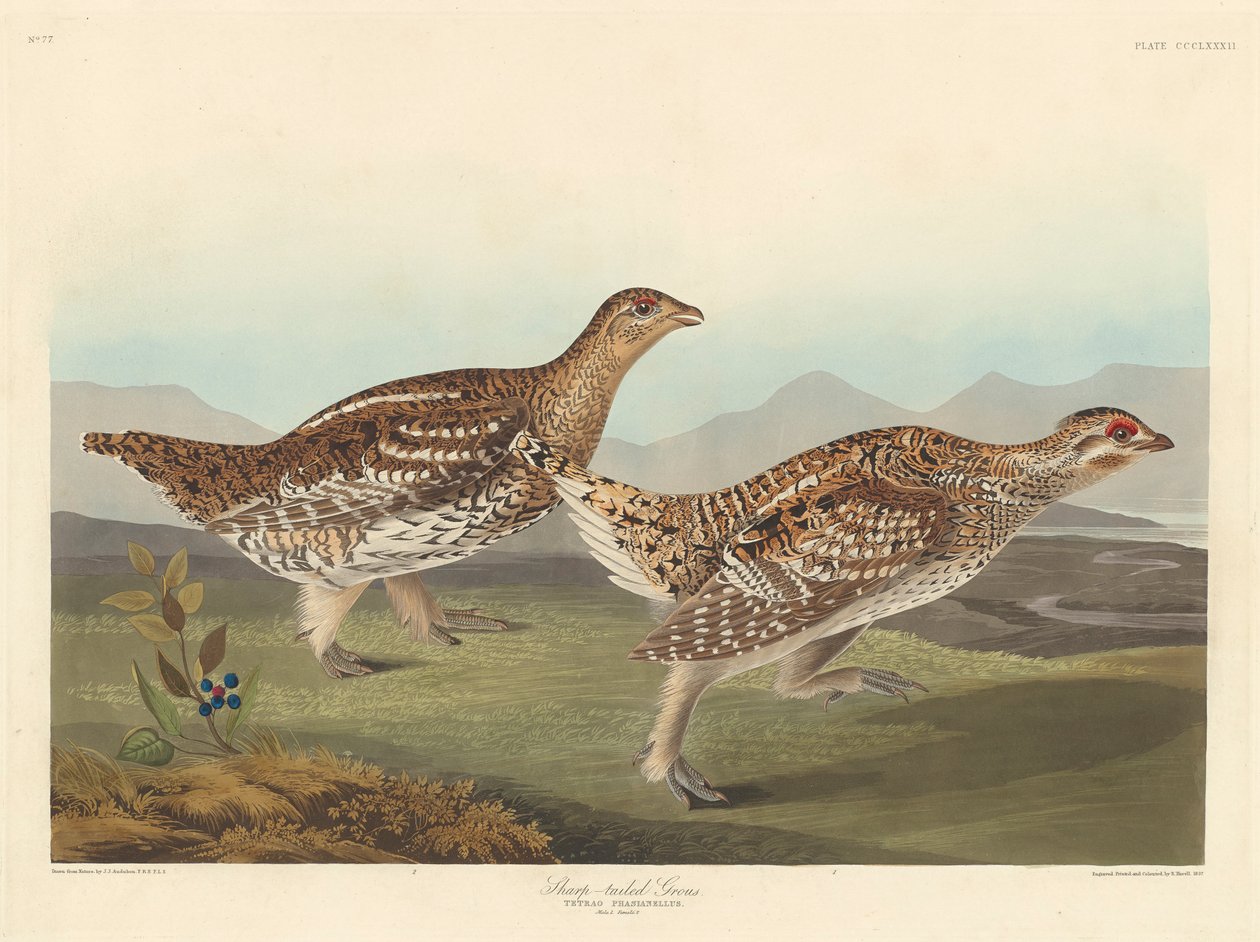 Grous-tailed Grous, 1837 de John James Audubon